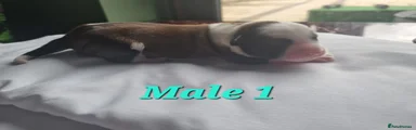 Tibetan Terrier Male 1 🩵
