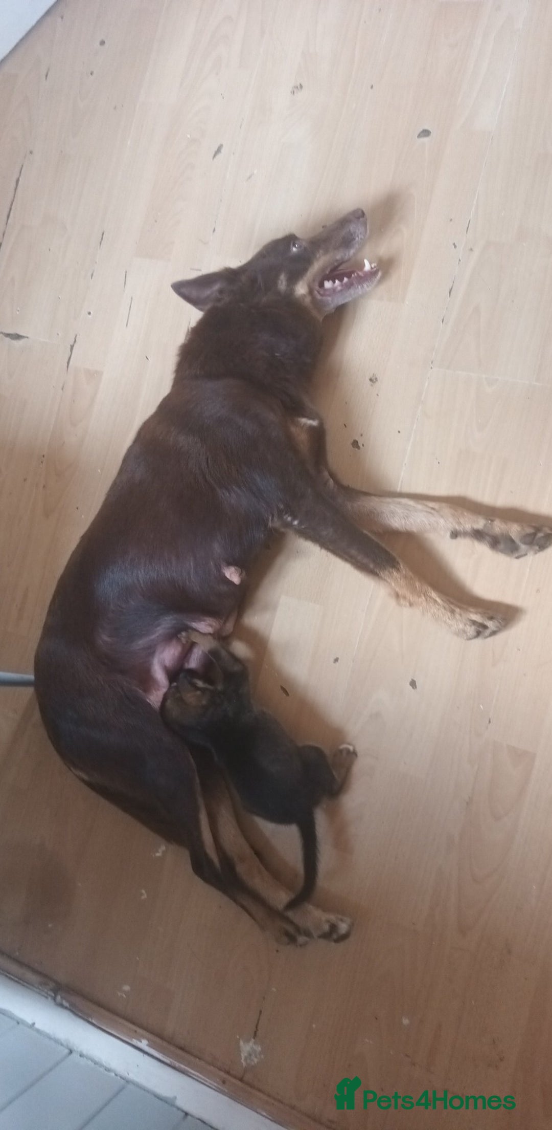 Mixed Breed dogs for sale: Gorgeous German shepherd x puppies  - Image 4