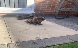 Mixed Breed dogs for sale: Daxipoo puppies - Image 12