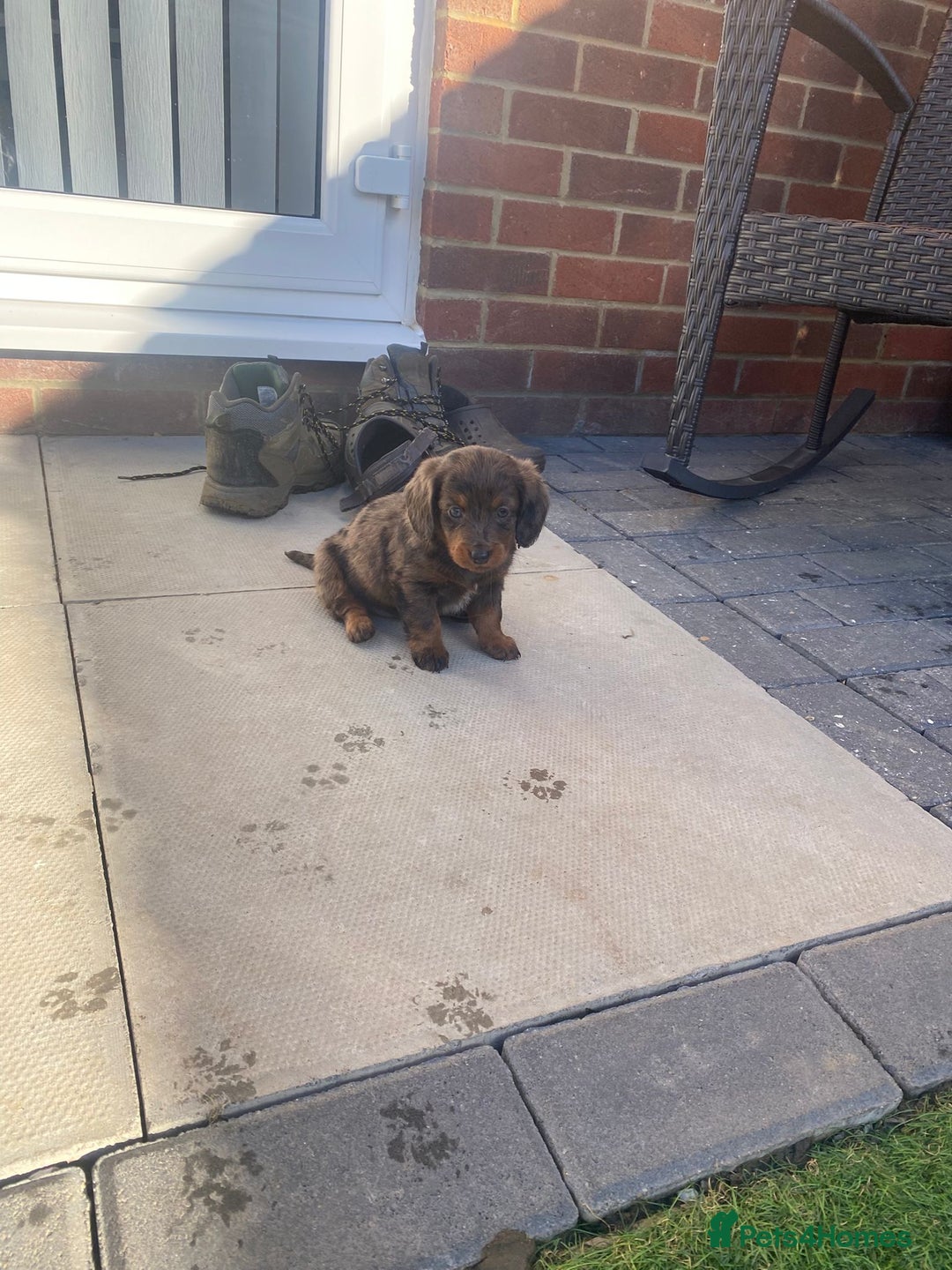 Mixed Breed dogs for sale: Daxipoo puppies - Image 12