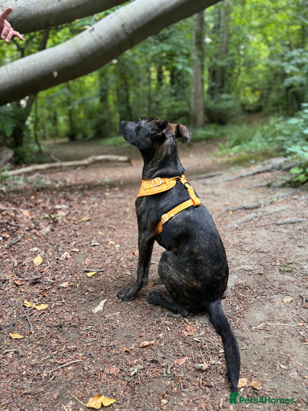 Mixed Breed dogs for sale: REHOME- Belgian Malanois x Staff - Advert 7