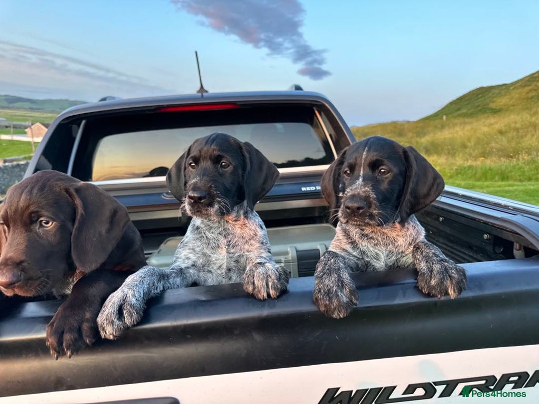 German Wirehaired Pointer dogs for sale: Beautiful German Wire-haired Pointer Pups in Campbeltown - Image 1