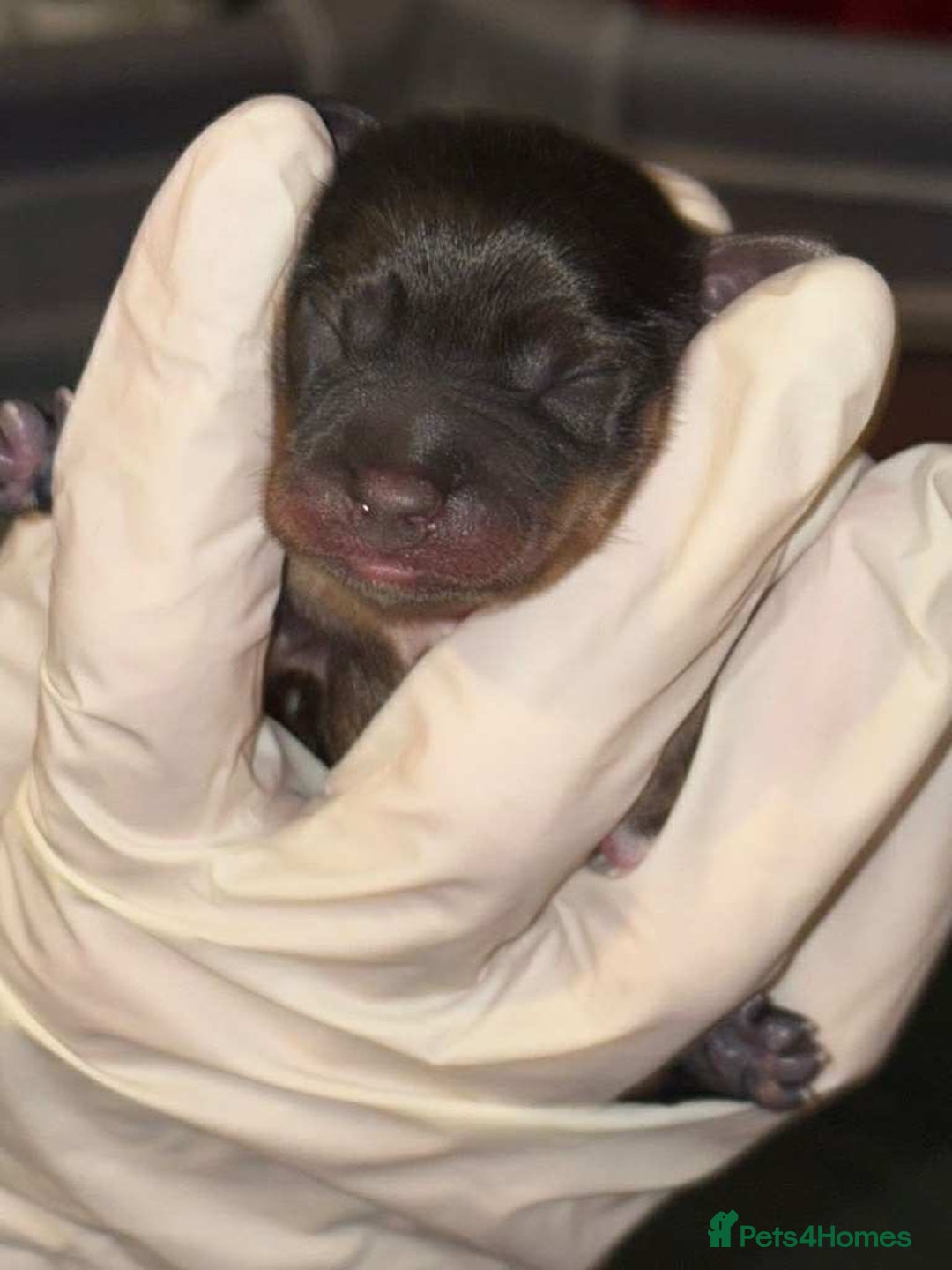 Mixed Breed dogs for sale: Final beauty left from the litter - Advert 2