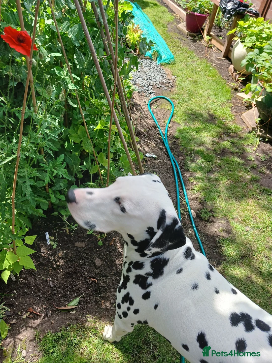 Dalmatian dogs for sale: Nila a lovely Dalmatian needs a good home in Worcester - Advert 19