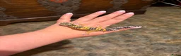 Leopard Gecko reptiles for sale: Leopard gecko babies  - Advert 2