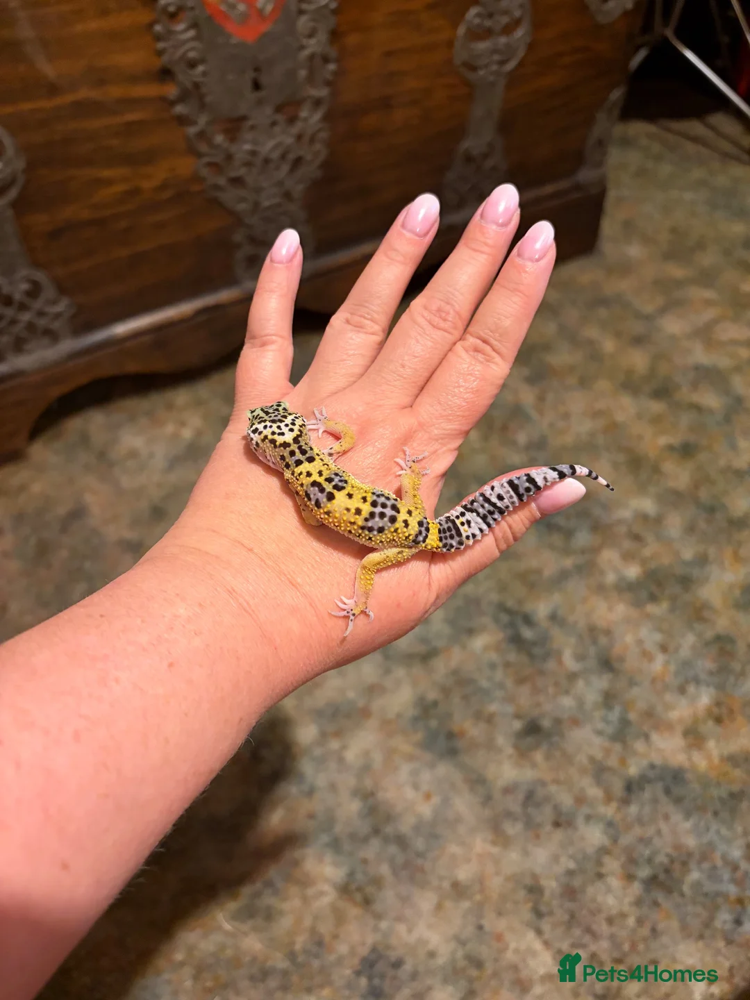 Leopard Gecko reptiles for sale: Leopard gecko babies  - Advert 2
