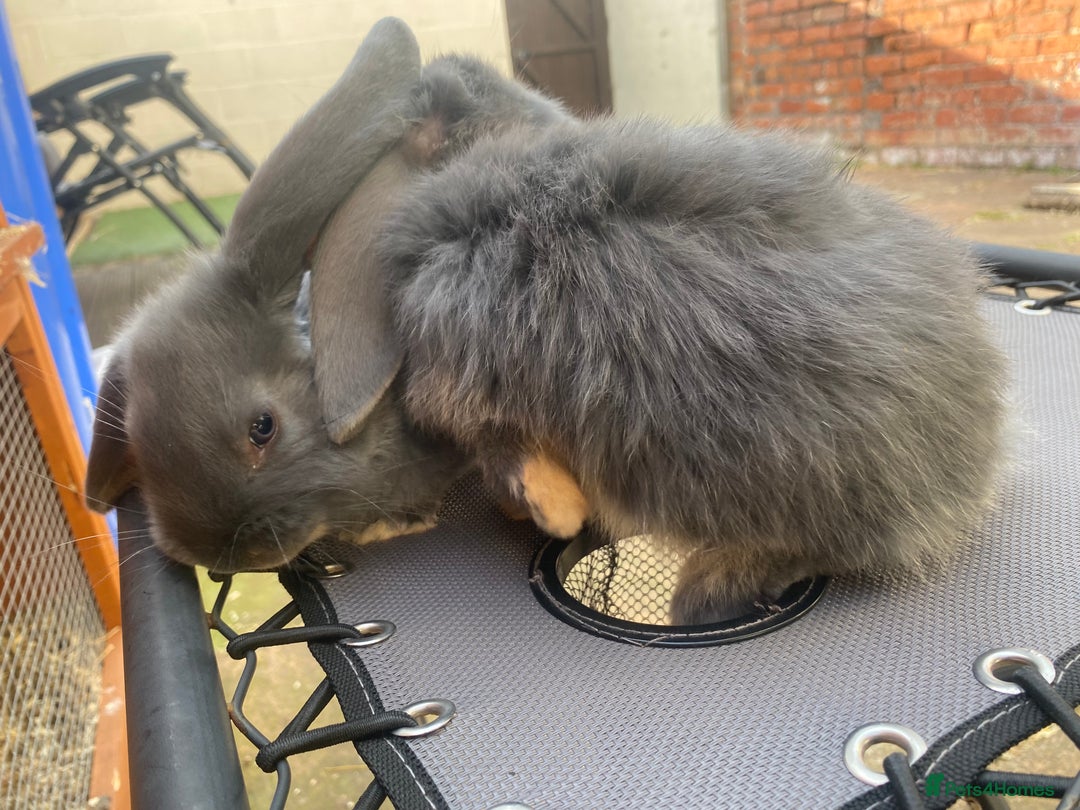 French Lop rabbits for sale: Giant French lop rabbits for sale  - Image 9