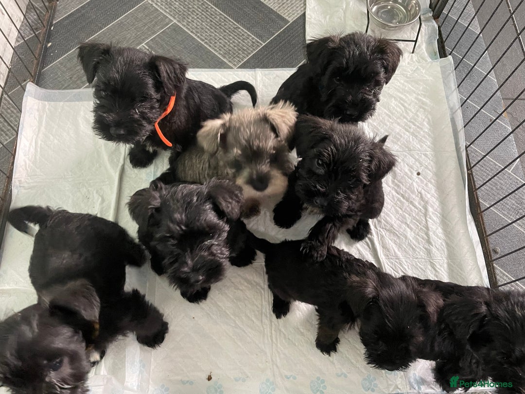 Miniature Schnauzer dogs for stud: KC reg Miniature Schnauzer Proven 'super' Stud  in Cockermouth - Advert 7