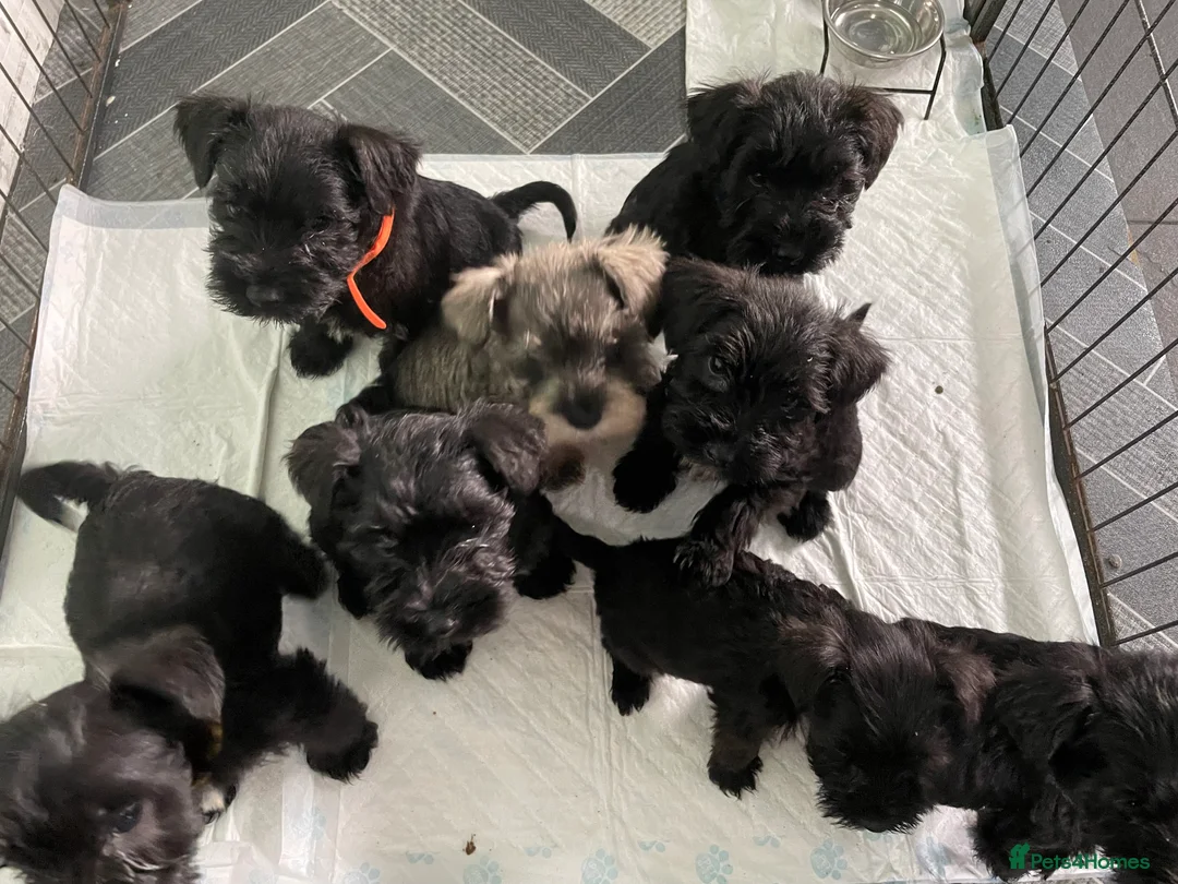 Miniature Schnauzer dogs for stud: KC reg Miniature Schnauzer Proven 'super' Stud  in Cockermouth - Advert 7