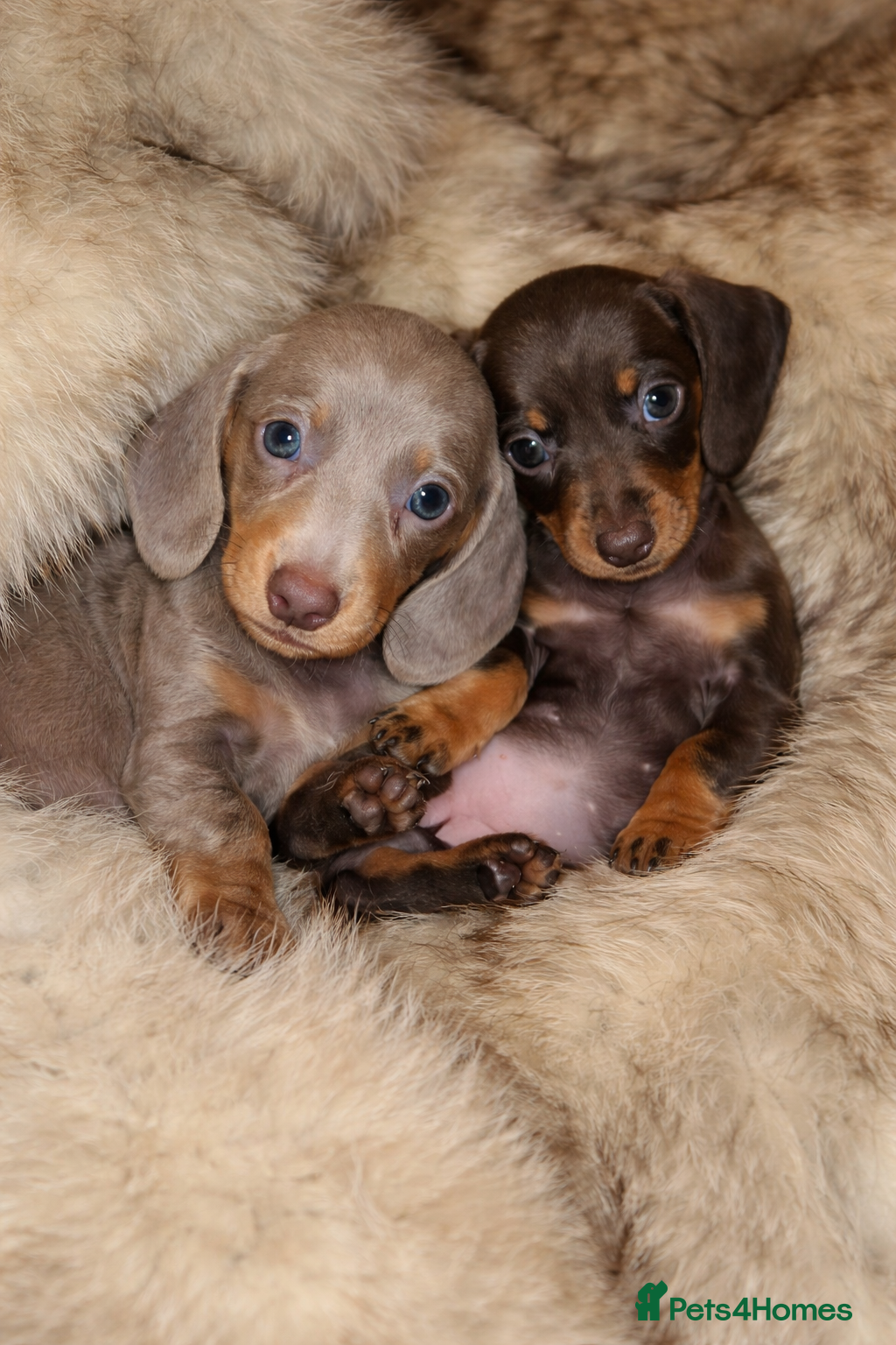 Miniature Dachshund dogs KC Mini Dachshunds 2 Beautiful Girls Left! - Advert 14