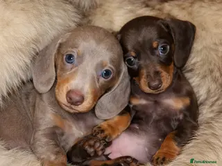 Miniature Dachshund dogs KC Mini Dachshunds 2 Beautiful Girls Left! - Advert 14