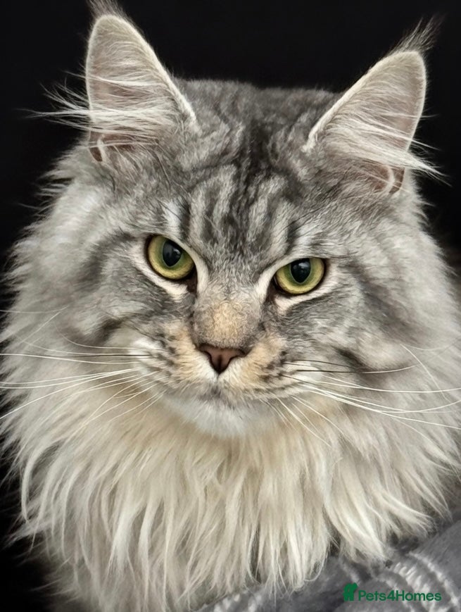 Maine Coon cats Elite GCCF & TICA Blue Silver Mackerel Tabby - Advert 2