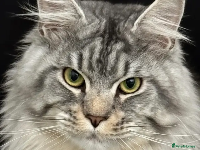 Maine Coon cats for stud: GCCF & TICA Black Silver Mackerel Tabby - Advert 2