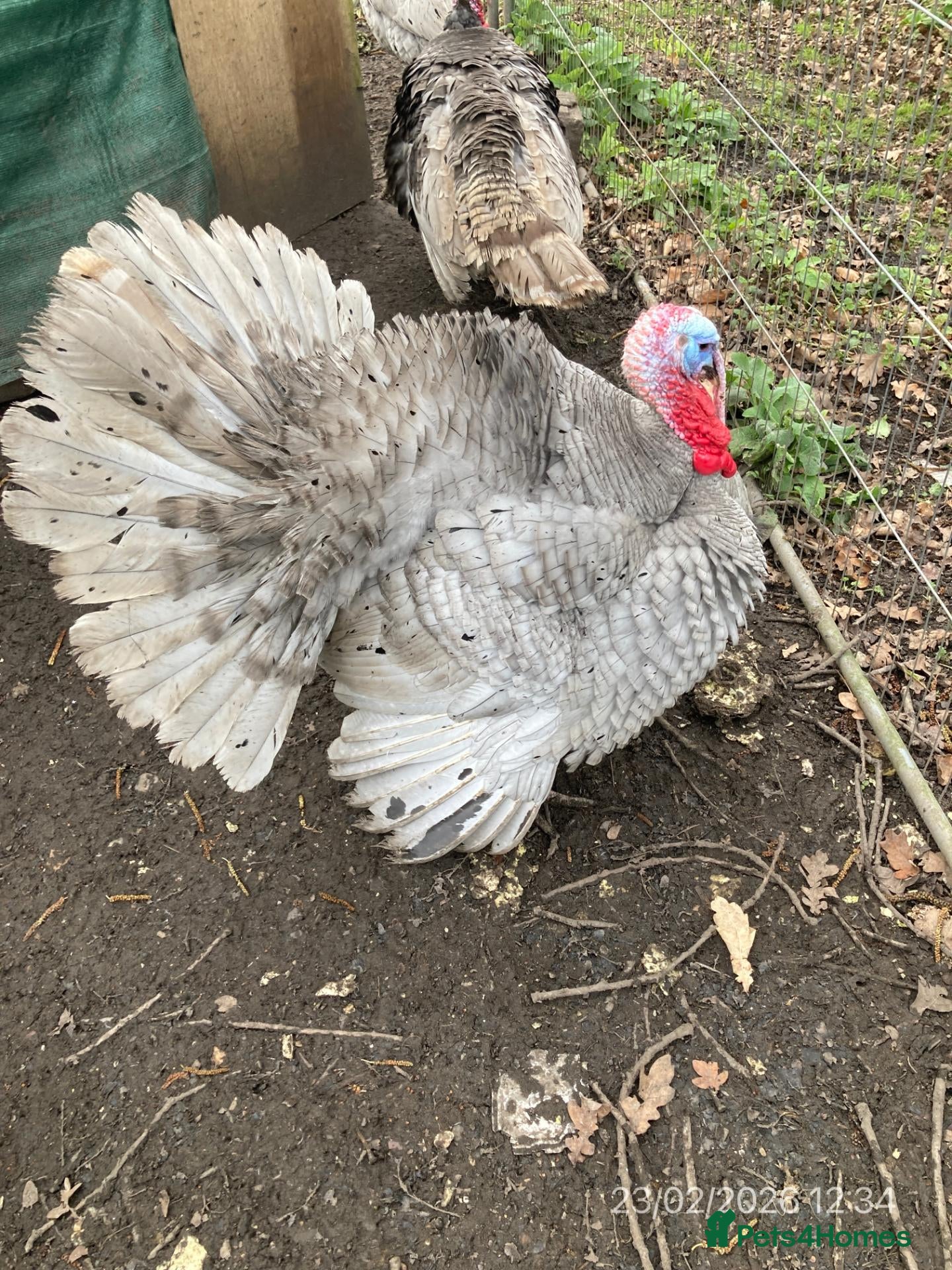 Turkeys poultry Lavender Turkeys Breeding pair - Advert 1