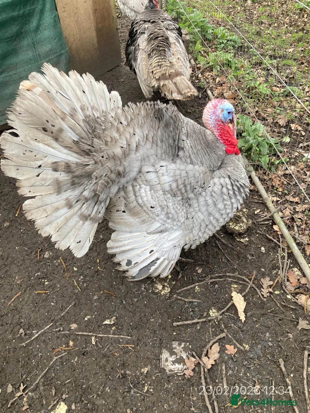 Turkeys poultry for sale: Lavender Turkeys Breeding pair - Advert 1