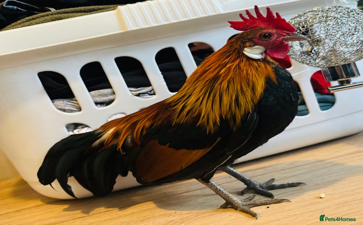 Chickens poultry - Advert 1