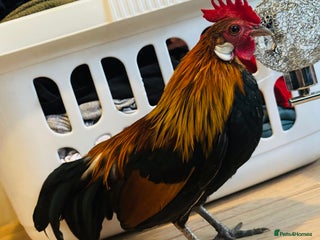 Chickens poultry - Advert 6