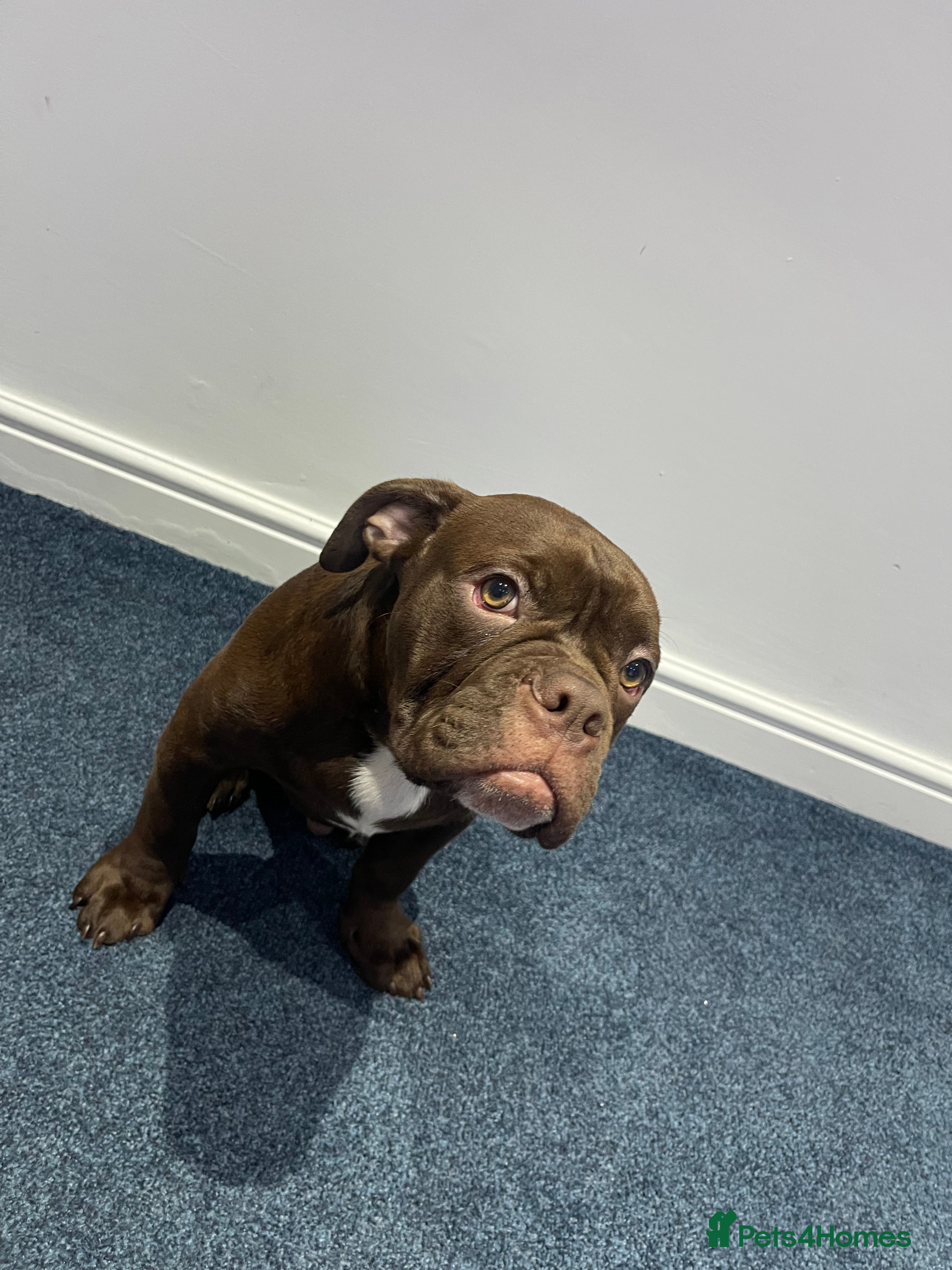 Olde English Bulldogge dogs NEBBR registered Olde English bulldogge - Advert 2