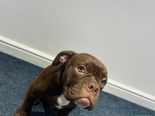 Olde English Bulldogge dogs NEBBR registered Olde English bulldogge - Advert 3