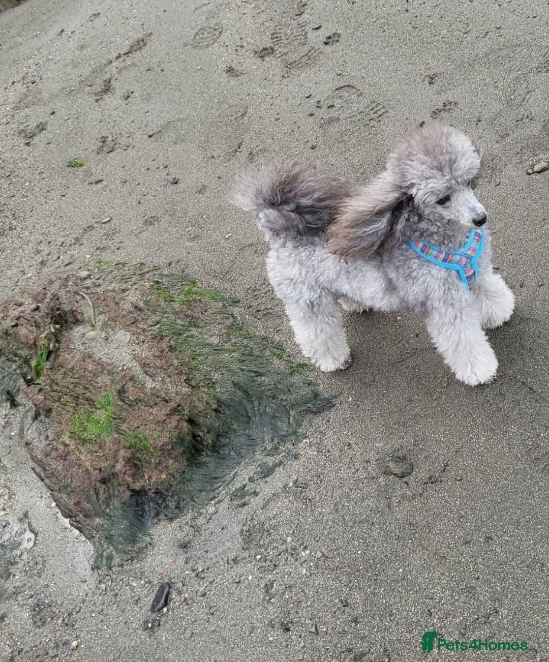 Toy Poodle dogs for sale: Silver K.C Reg neutered male toy poodle 4 year old - Advert 3