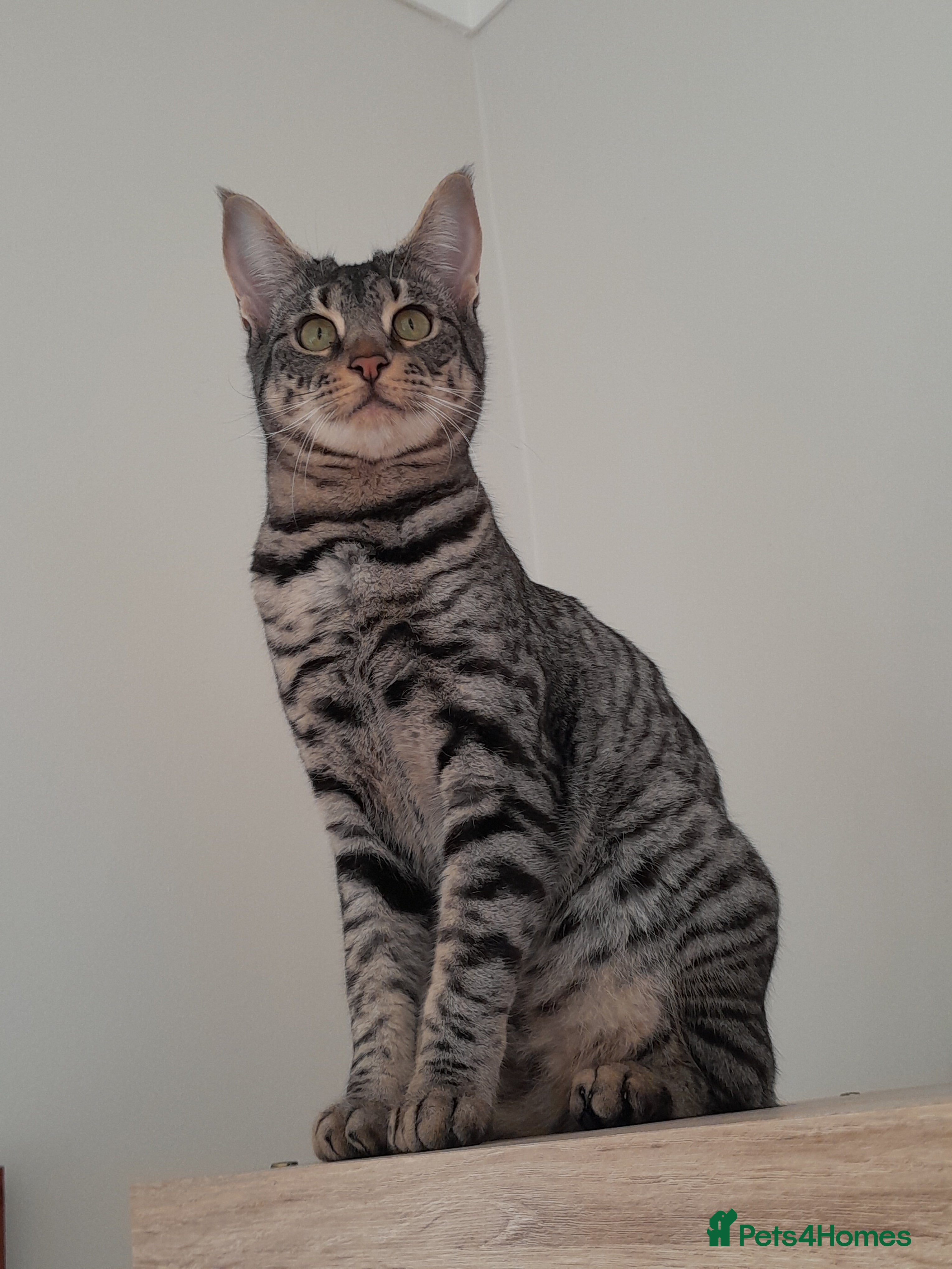 Savannah cats Pedigree F5 TICA Reg Savannah Girl Kitten - Advert 3
