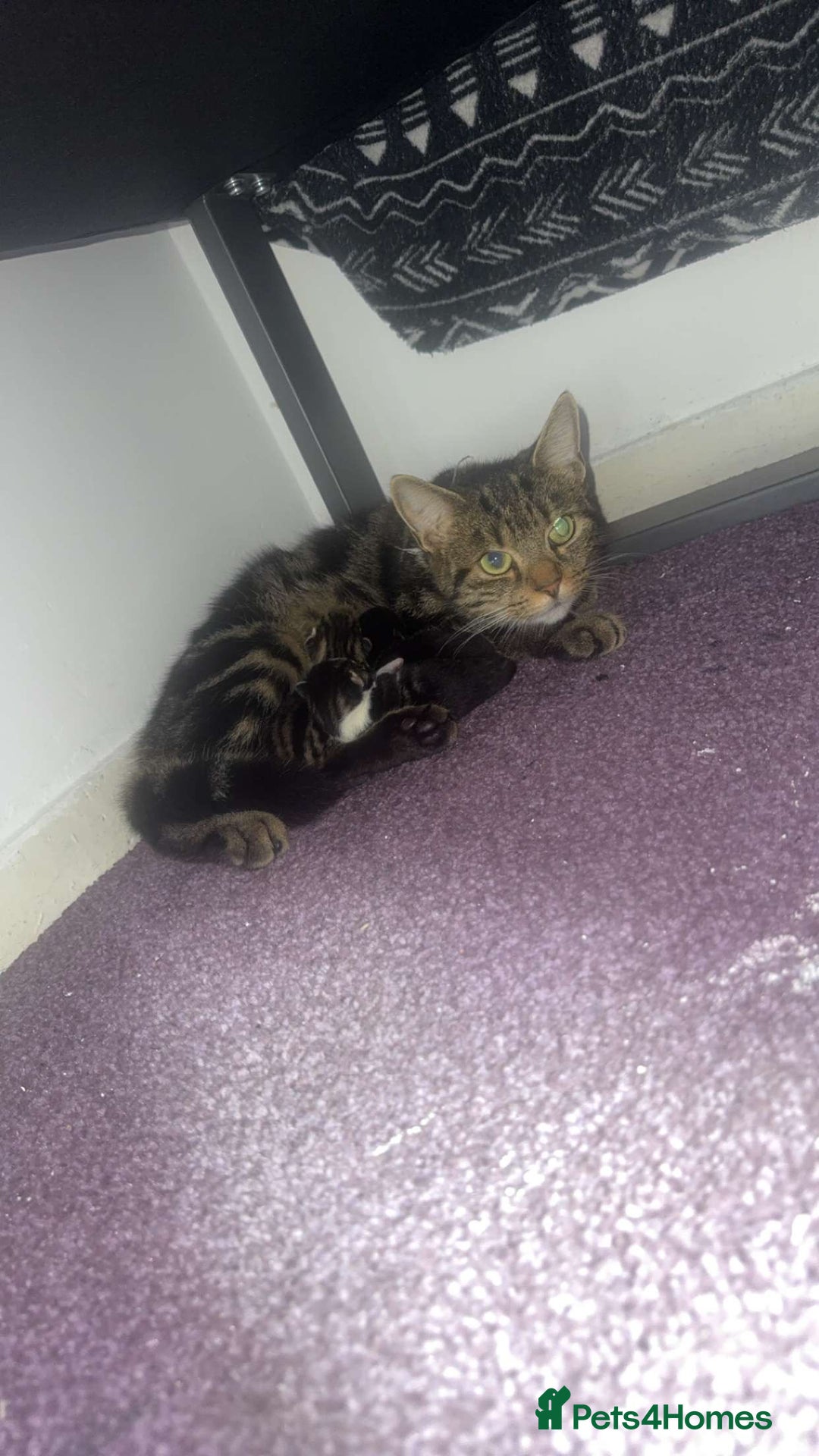 Mixed Breed cats for sale: Tabby kittens  - Image 8