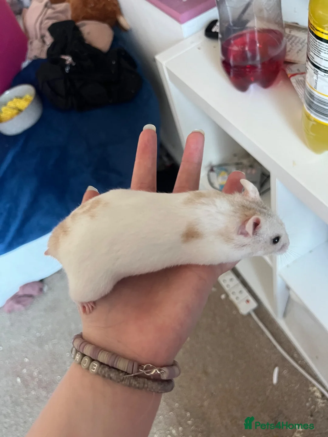 Hamster rodents for sale: Hamster for sale asap  in Scarborough - Advert 9