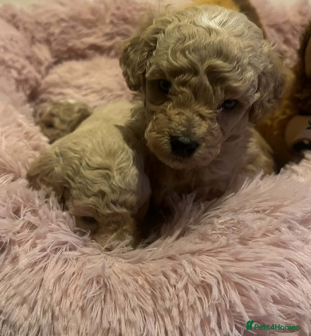 Maltipoo dogs for sale: Beautiful Maltipoo Puppies for Sale – 3 Boys - Advert 7