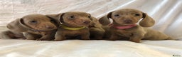 Miniature Dachshund dogs for sale: Miniature dachshund Isabella puppies  - Advert 6