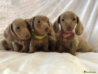 Miniature Dachshund dogs Miniature dachshund Isabella puppies - Advert 13
