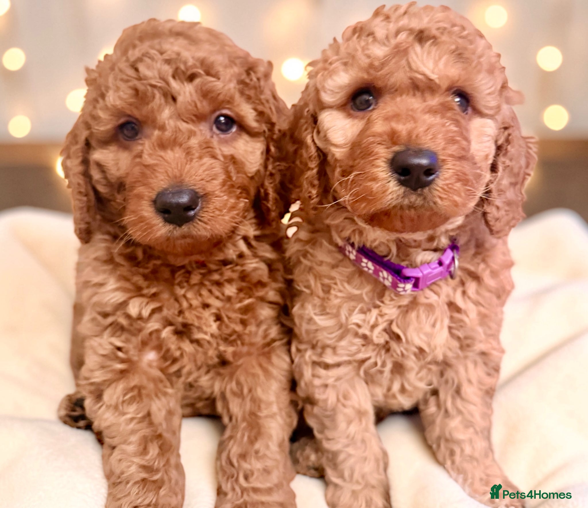 Cockapoo dogs Extensively DNA  Heath checked cockapoo puppies  - Advert 1