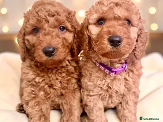 Cockapoo dogs Extensively DNA Heath checked cockapoo puppies - Advert 1