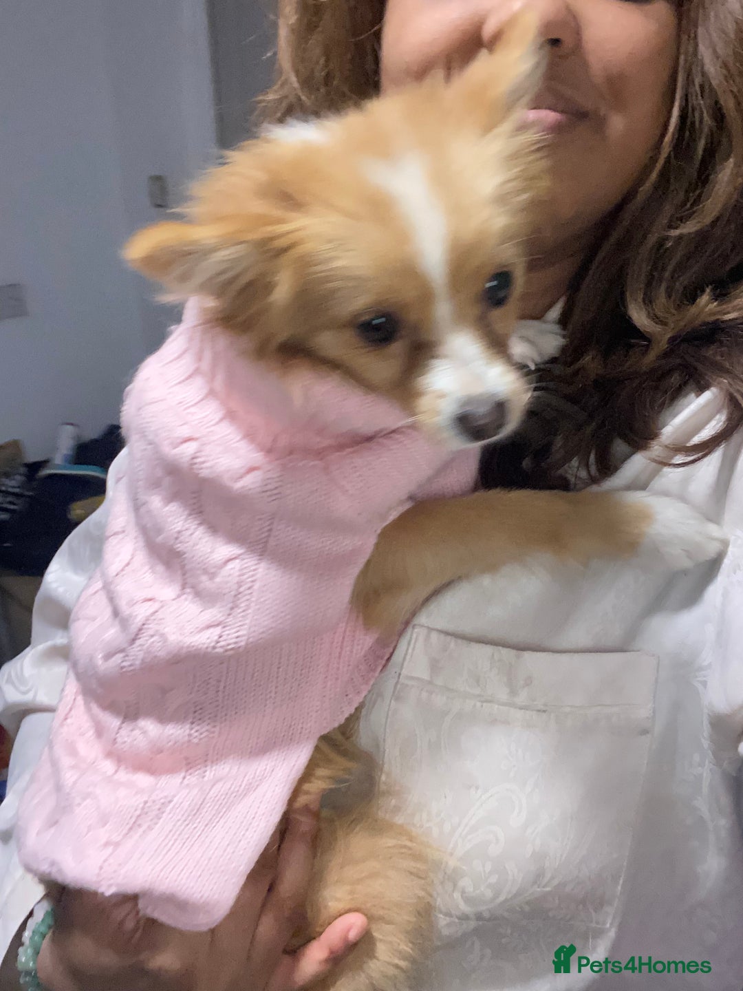 Mixed Breed dogs for sale: 2 Pomeranians girls for sale  - Advert 4