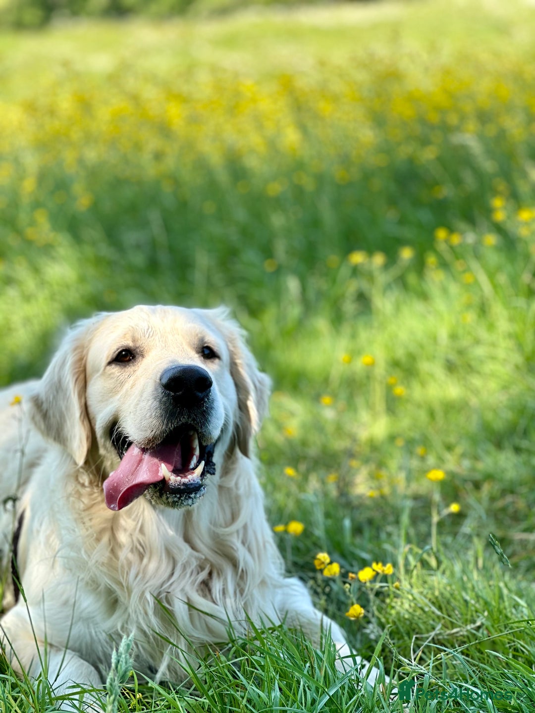 Golden Retriever dogs for stud: KC English Cream Golden Retriever Stud - Image 17