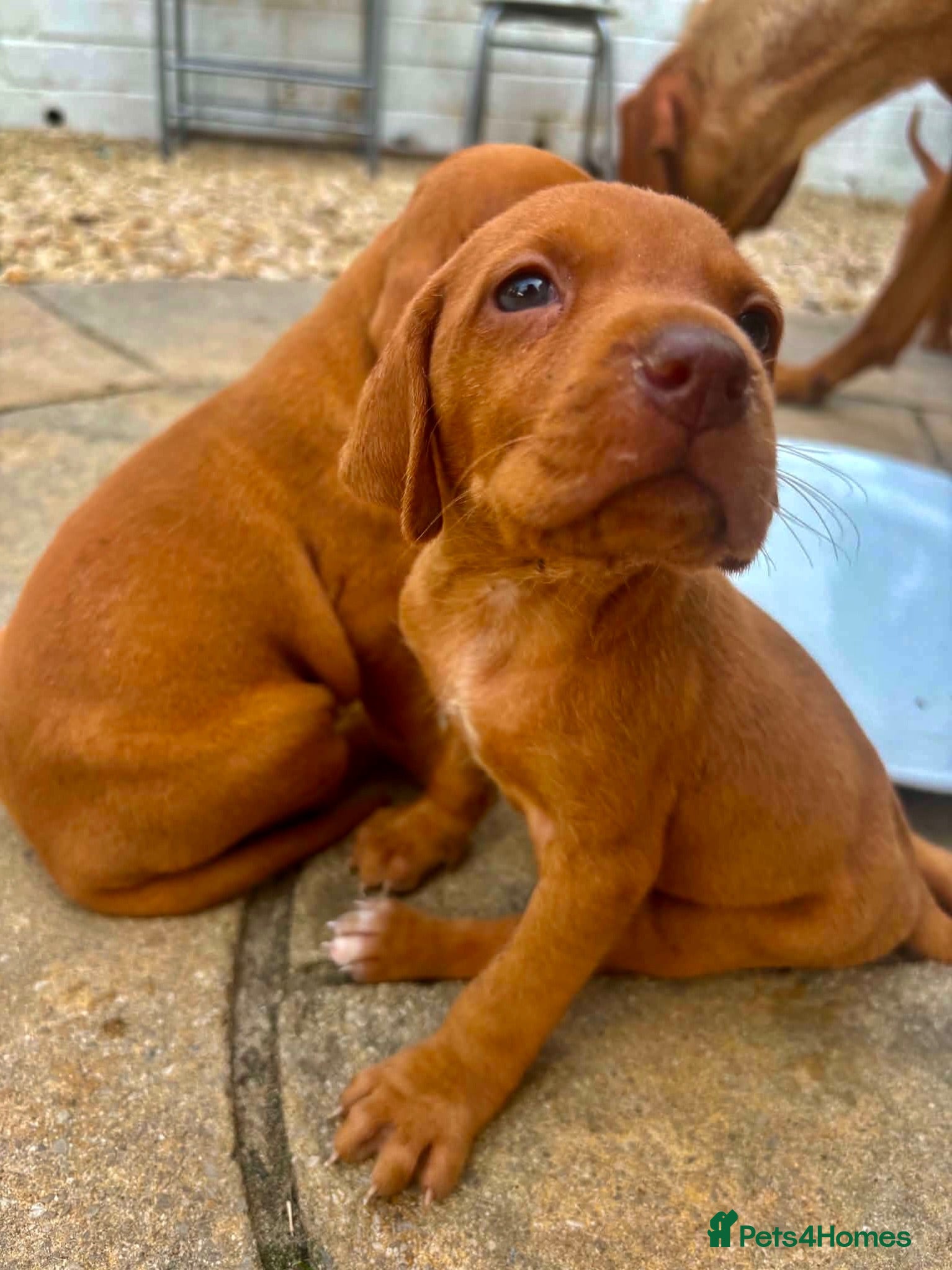 Hungarian Vizsla dogs Hungarian viszla puppies  - Advert 2