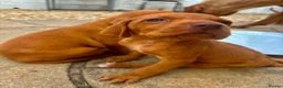 Hungarian Vizsla dogs for sale: Hungarian viszla puppies  - Advert 2