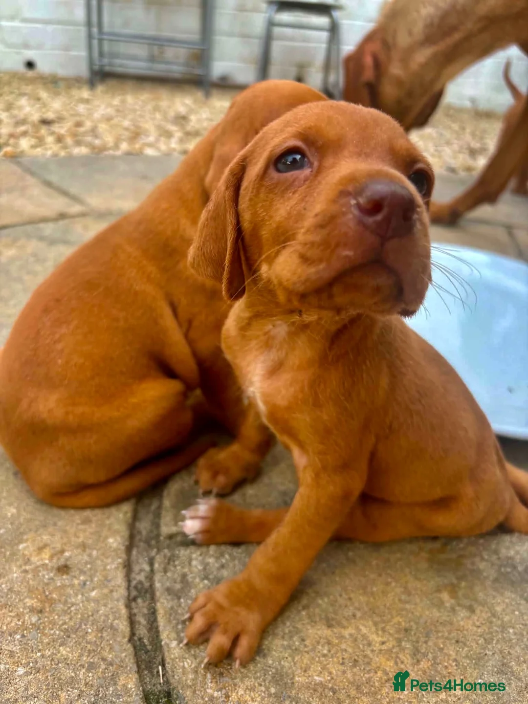 Hungarian Vizsla dogs for sale: Hungarian viszla puppies  - Advert 2
