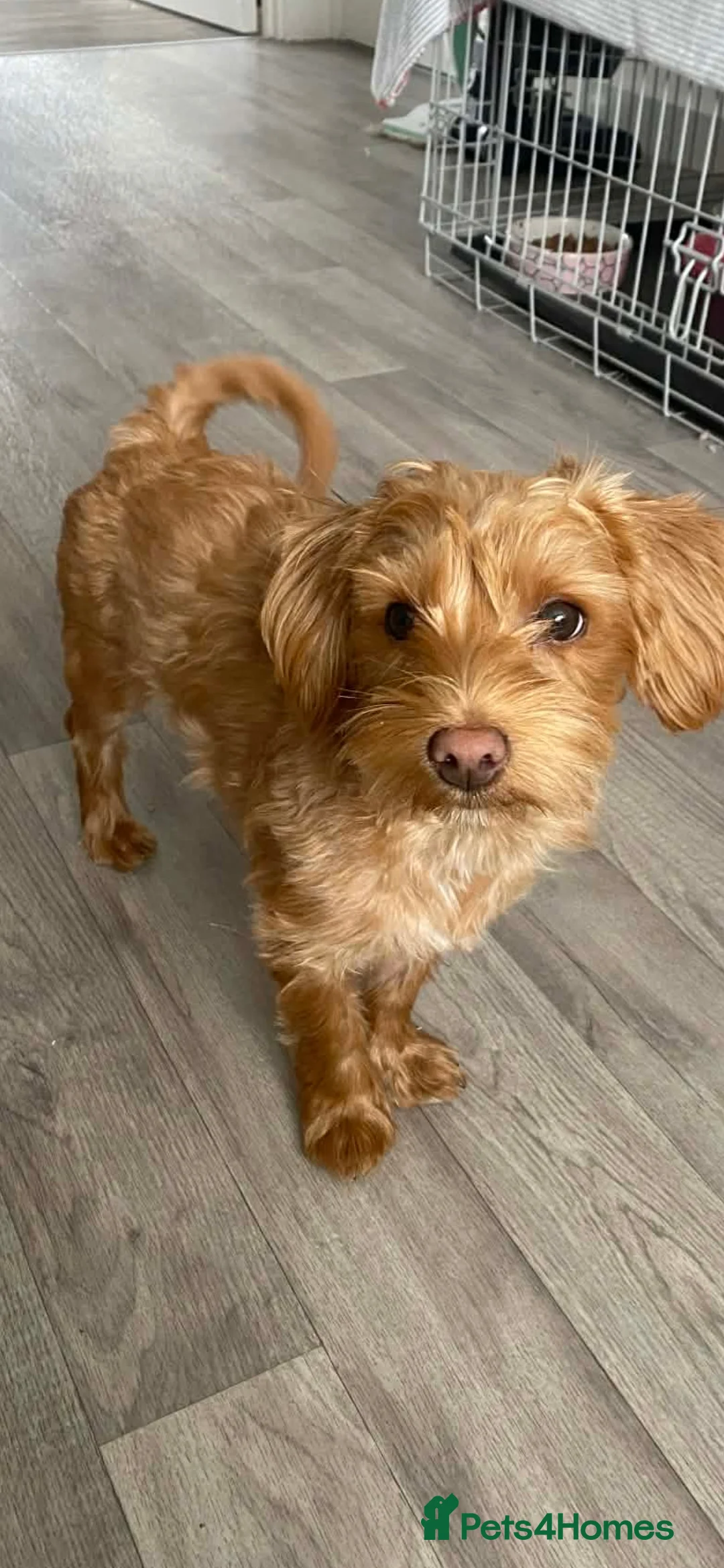 Mixed Breed dogs for sale: Bella - Advert 2