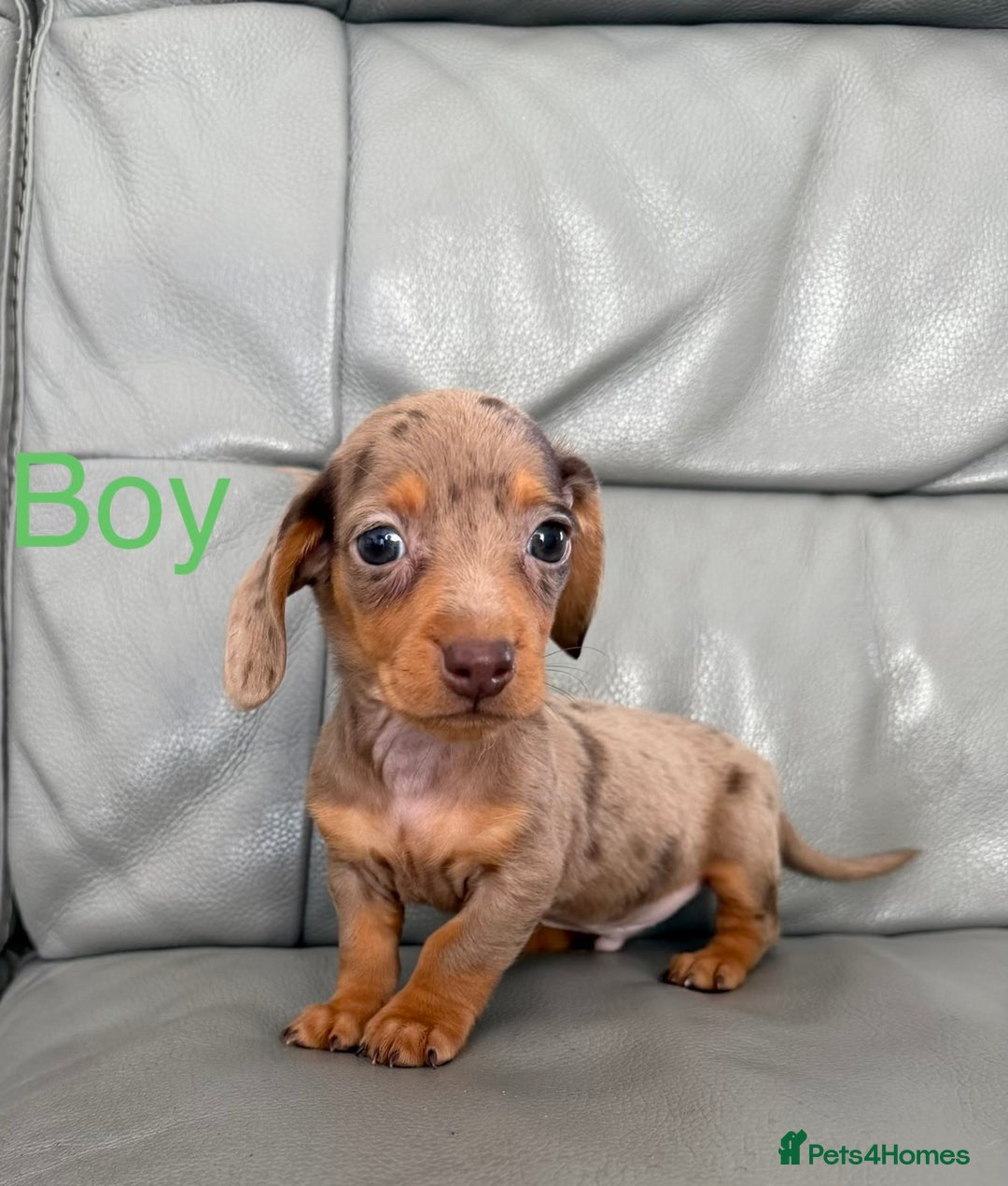 Miniature Dachshund dogs for sale: Miniature dachshund  - Advert 5