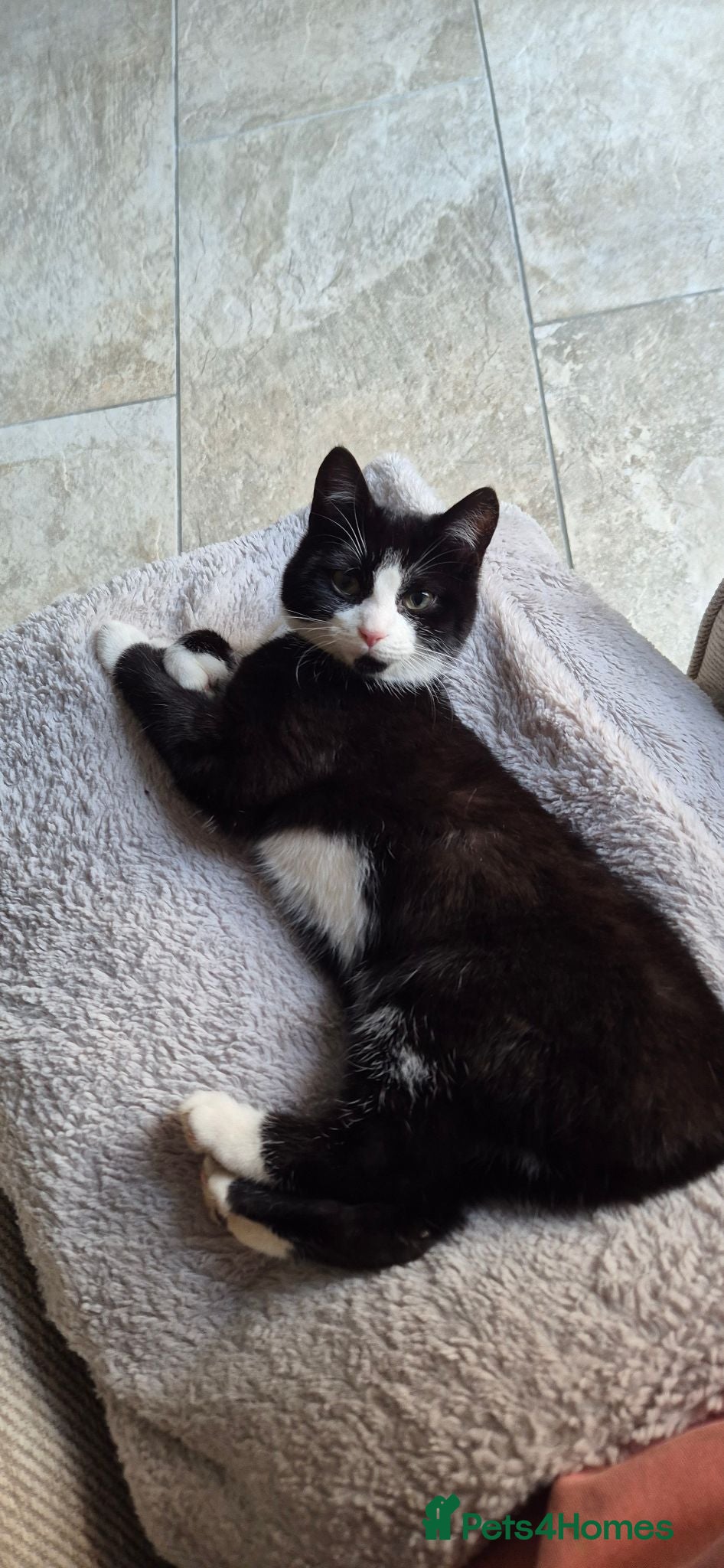 Mixed Breed cats Female neutered cat  - Advert 1
