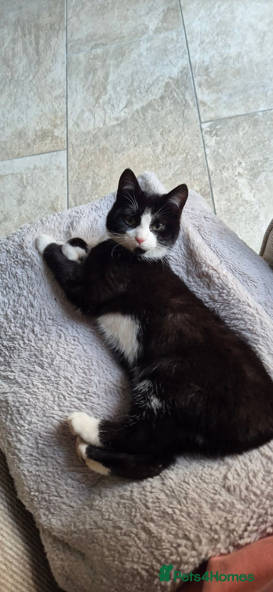 Mixed Breed cats for sale: Female neutered cat  - Advert 1