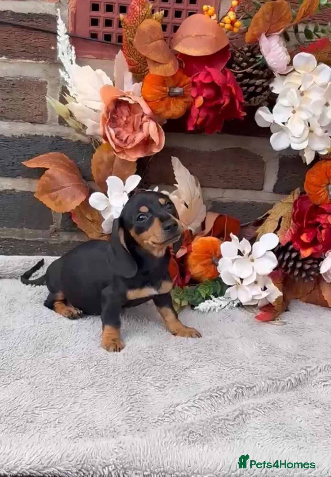 Miniature Dachshund dogs for sale: REDUCED‼️READY TO LEAVE NOW!! - Advert 5