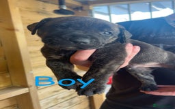 Presa Canario dogs for sale: Presa Canario  - Image 16