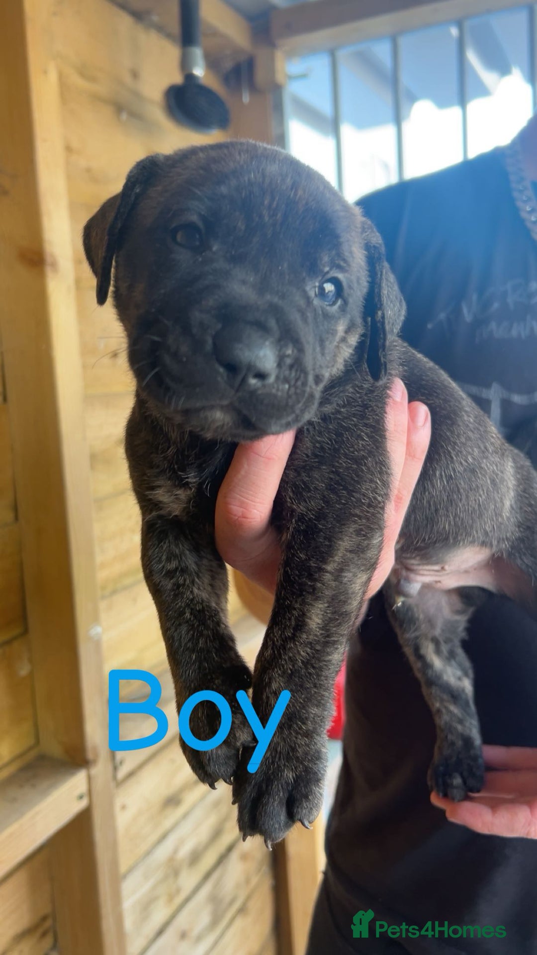Presa Canario dogs for sale: Presa Canario  - Image 16