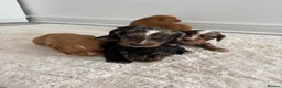 Cocker Spaniel dogs for sale: Cocker spaniel puppies  in Middlesbrough - Advert 4