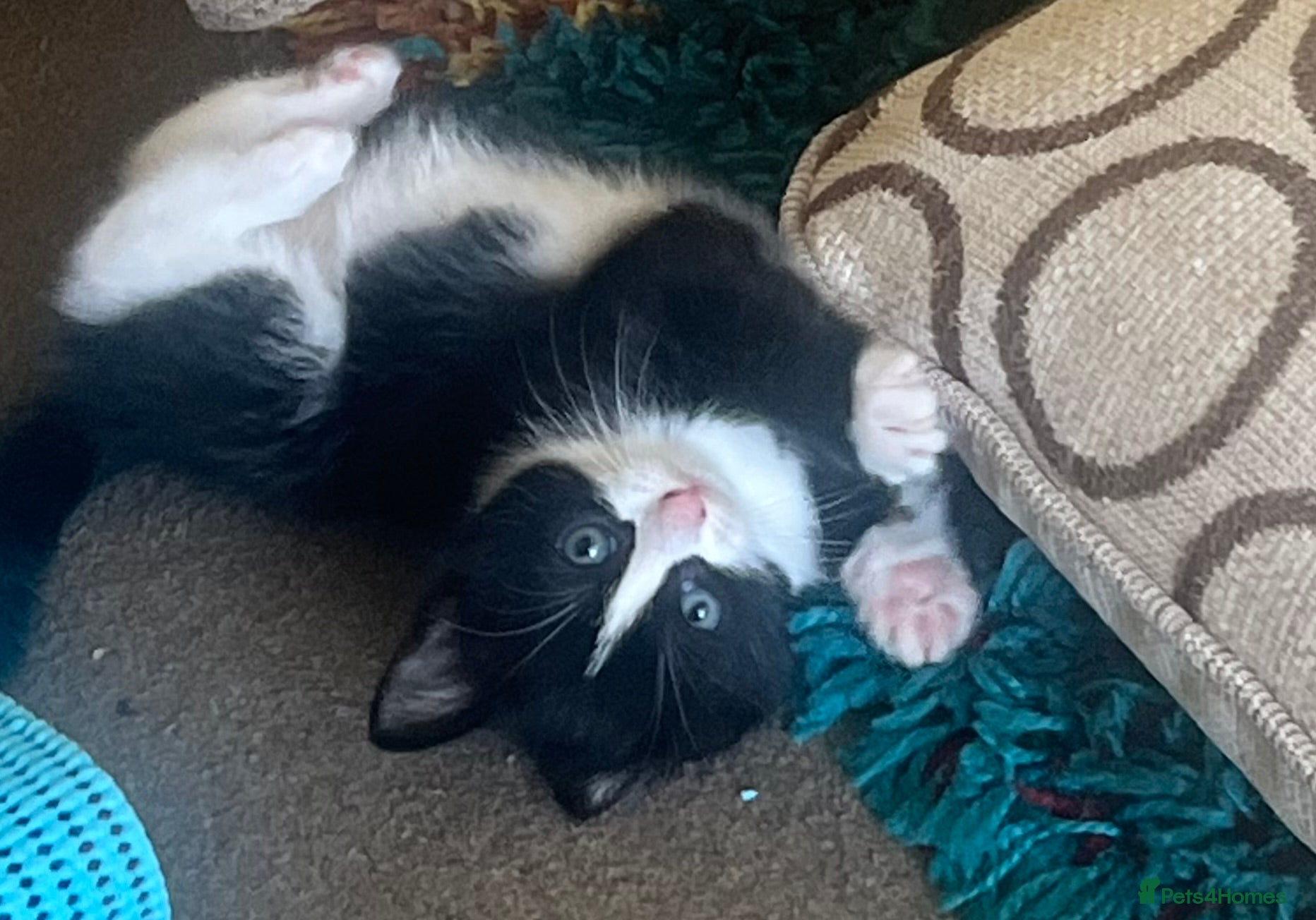 Mixed Breed cats REDUCED PRICE FOR OUR LAST THREE KITTENS - Advert 2