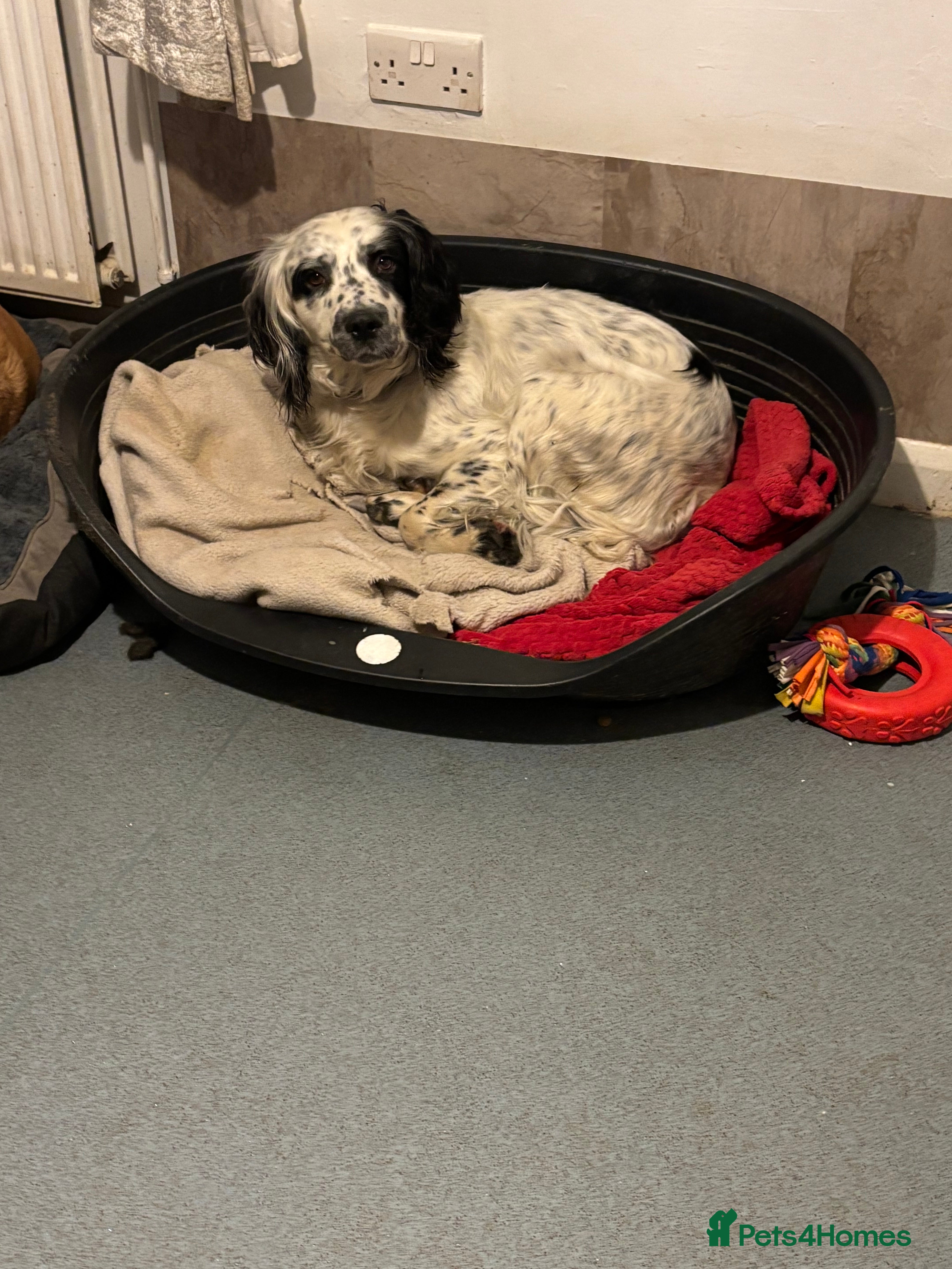 English Springer Spaniel dogs Male springer spaniel - Advert 10