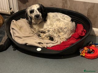 English Springer Spaniel dogs Male springer spaniel - Advert 4