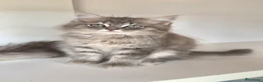Ragdoll 1