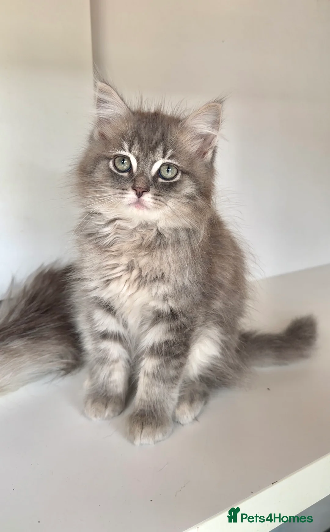 Ragdoll cats for sale: Stunning Ragdoll×British Longhair Kittens ReadyNow - Advert 6